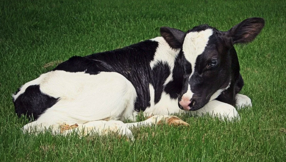 Calf laying down