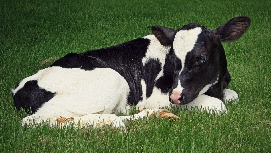 another cow Calf laying down