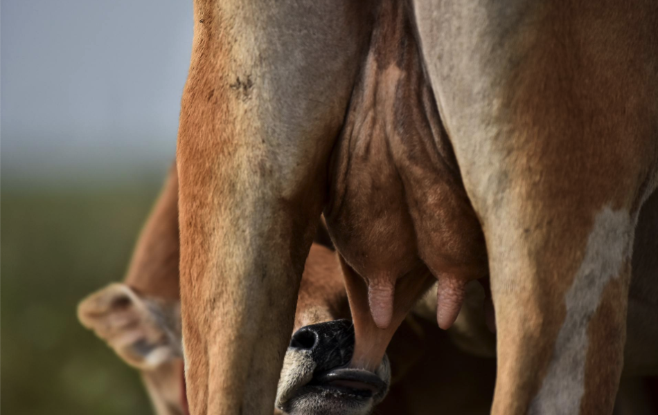 coow Calf drinking out of an udder