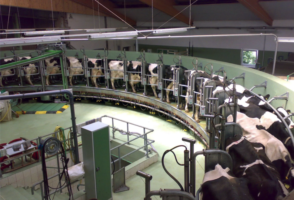 Cows in a milking system